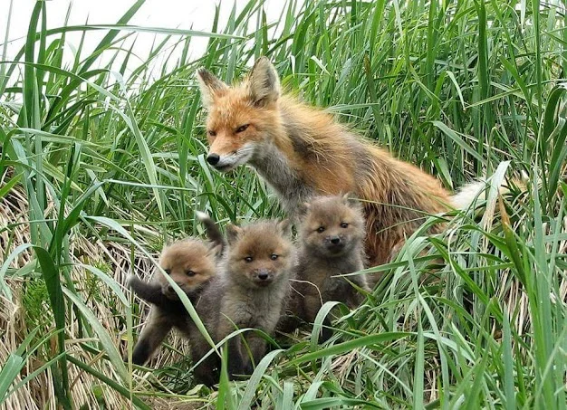 Togiak National Wildlife Refuge