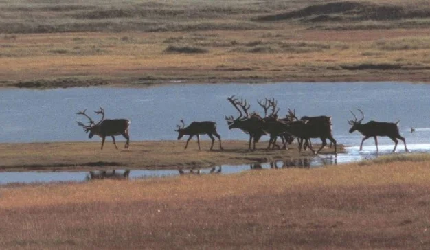 Togiak National Wildlife Refuge