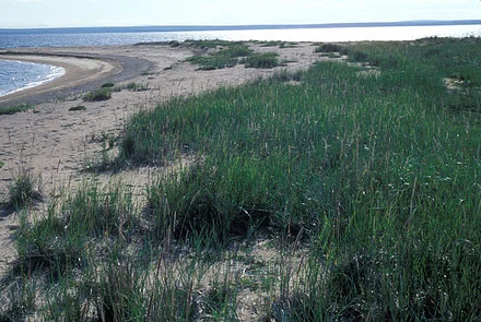 Chamisso National Wildlife Refuge