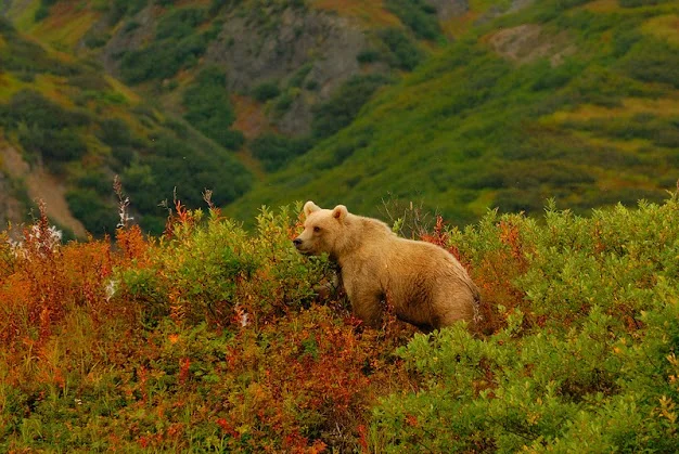 Togiak National Wildlife Refuge