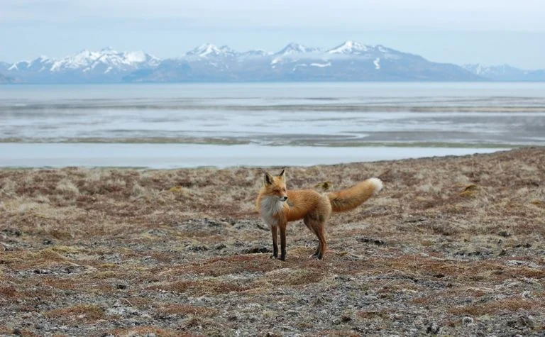 Izembek National Wildlife Refuge