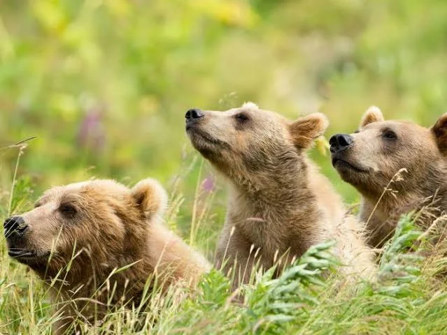 Kodiak National Wildlife Refuge