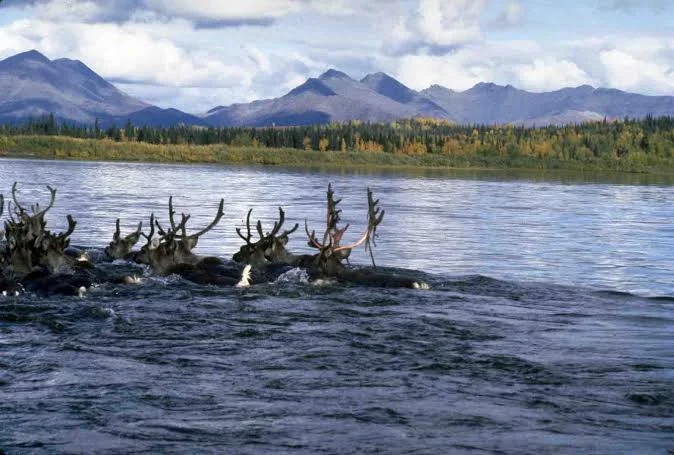 Kobuk Valley National Park