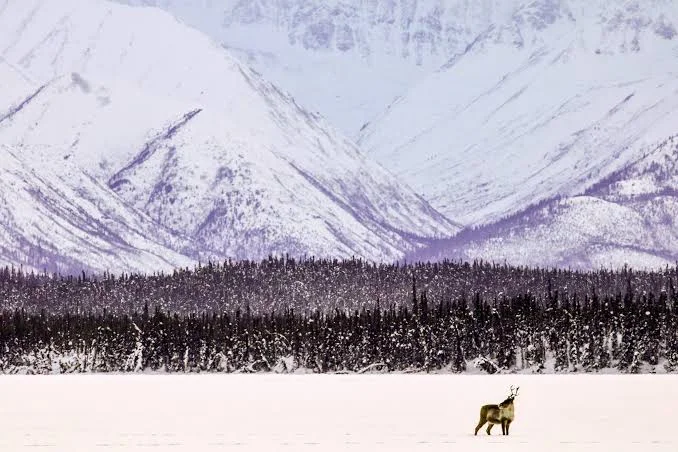 Tetlin National Wildlife Refuge