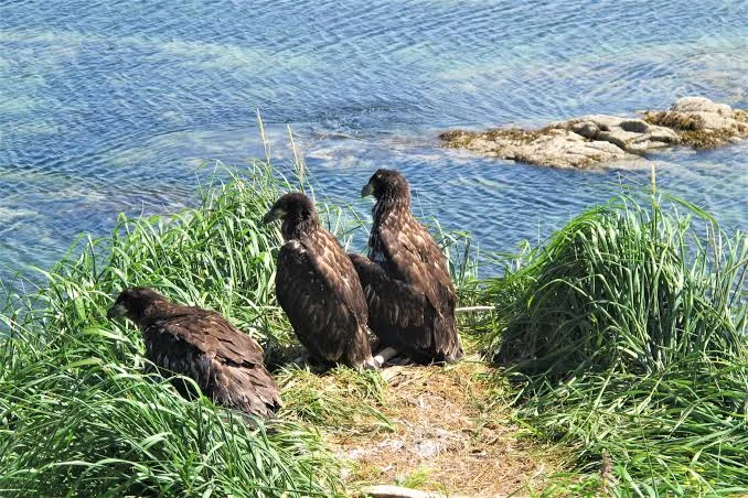 Simeonof National Wildlife Refuge