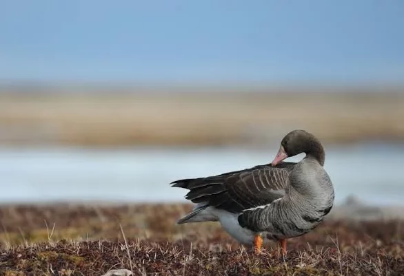 Yukon Delta National Wildlife Refuge