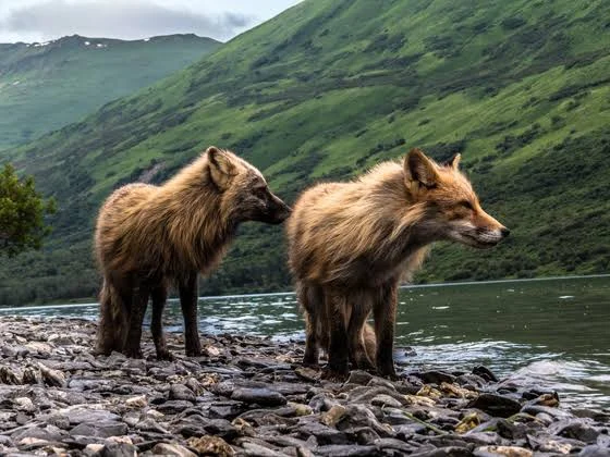 Kodiak National Wildlife Refuge