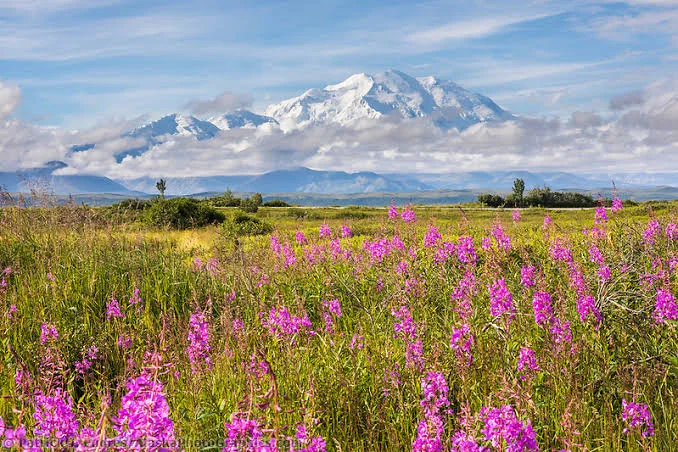 Denali State Park