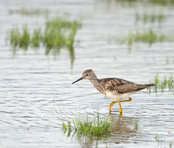 Yukon Delta National Wildlife Refuge