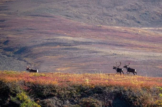 Noatak National Preserve