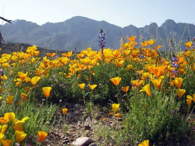 Catalina State Park