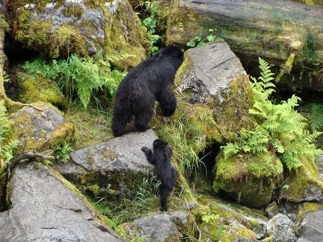 Tongass National Forest