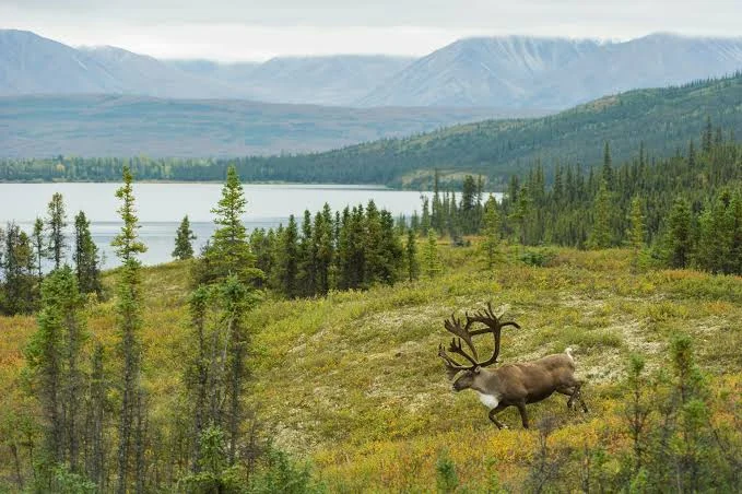 Denali State Park