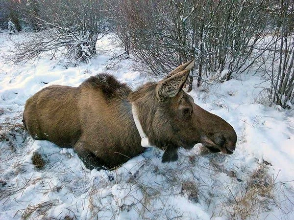 Yukon Flats National Wildlife Refuge