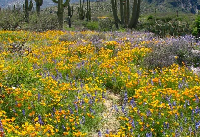 Catalina State Park