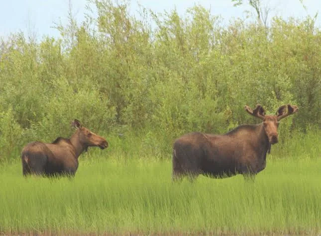 Kanuti National Wildlife Refuge