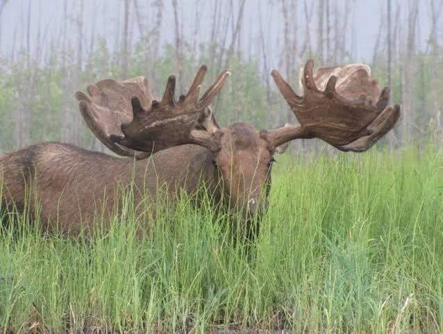 Yukon Flats National Wildlife Refuge