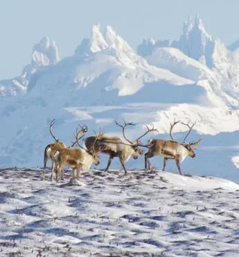 Izembek National Wildlife Refuge