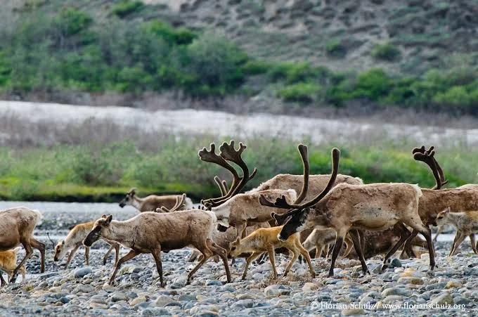 Izembek National Wildlife Refuge