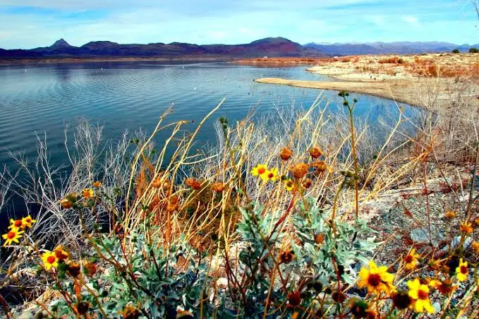 Alamo Lake State Park