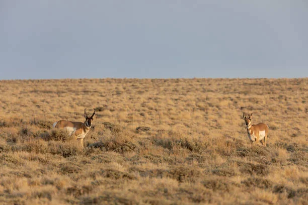 Simeonof National Wildlife Refuge