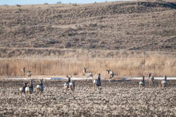 Simeonof National Wildlife Refuge