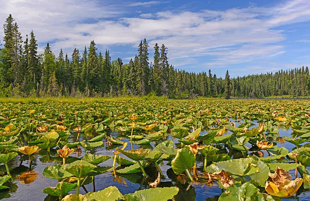 Innoko National Wildlife Refuge