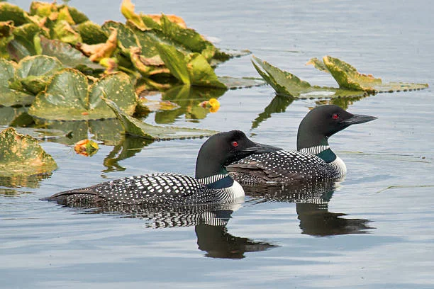 Innoko National Wildlife Refuge