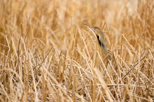 Simeonof National Wildlife Refuge