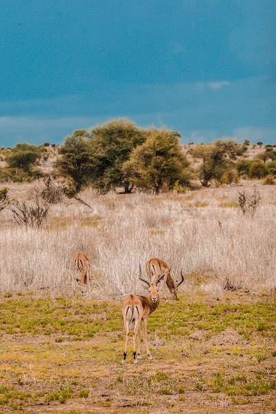 Chamisso National Wildlife Refuge