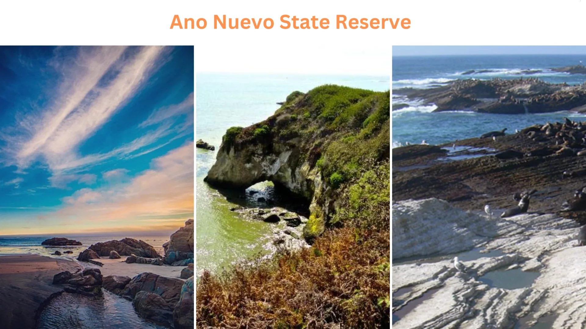 Ano Nuevo State Reserve