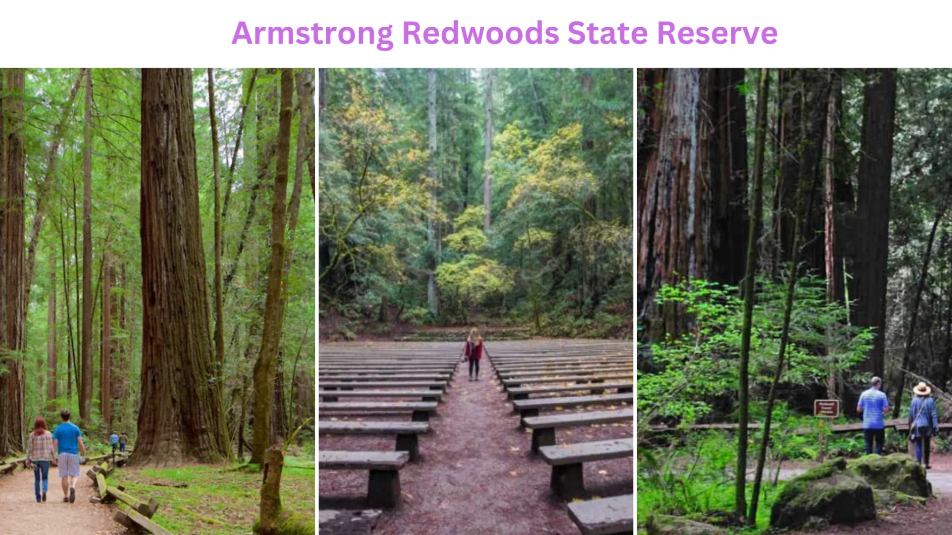 Armstrong Redwoods State Reserve