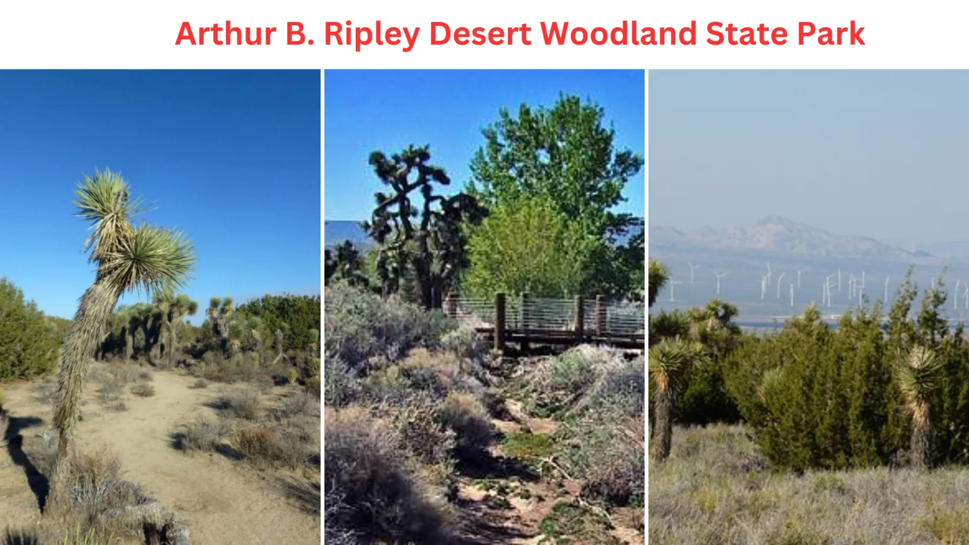 Arthur B. Ripley Desert Woodland State Park