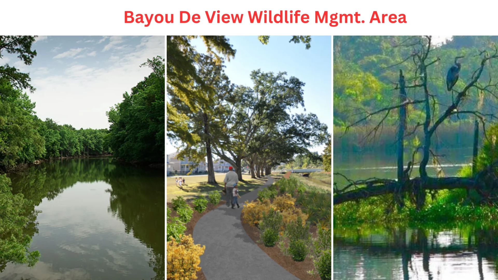 Bayou De View Wildlife Mgmt. Area