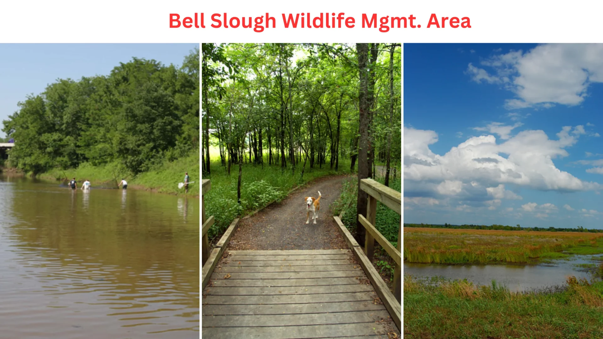 Bell Slough Wildlife Mgmt. Area