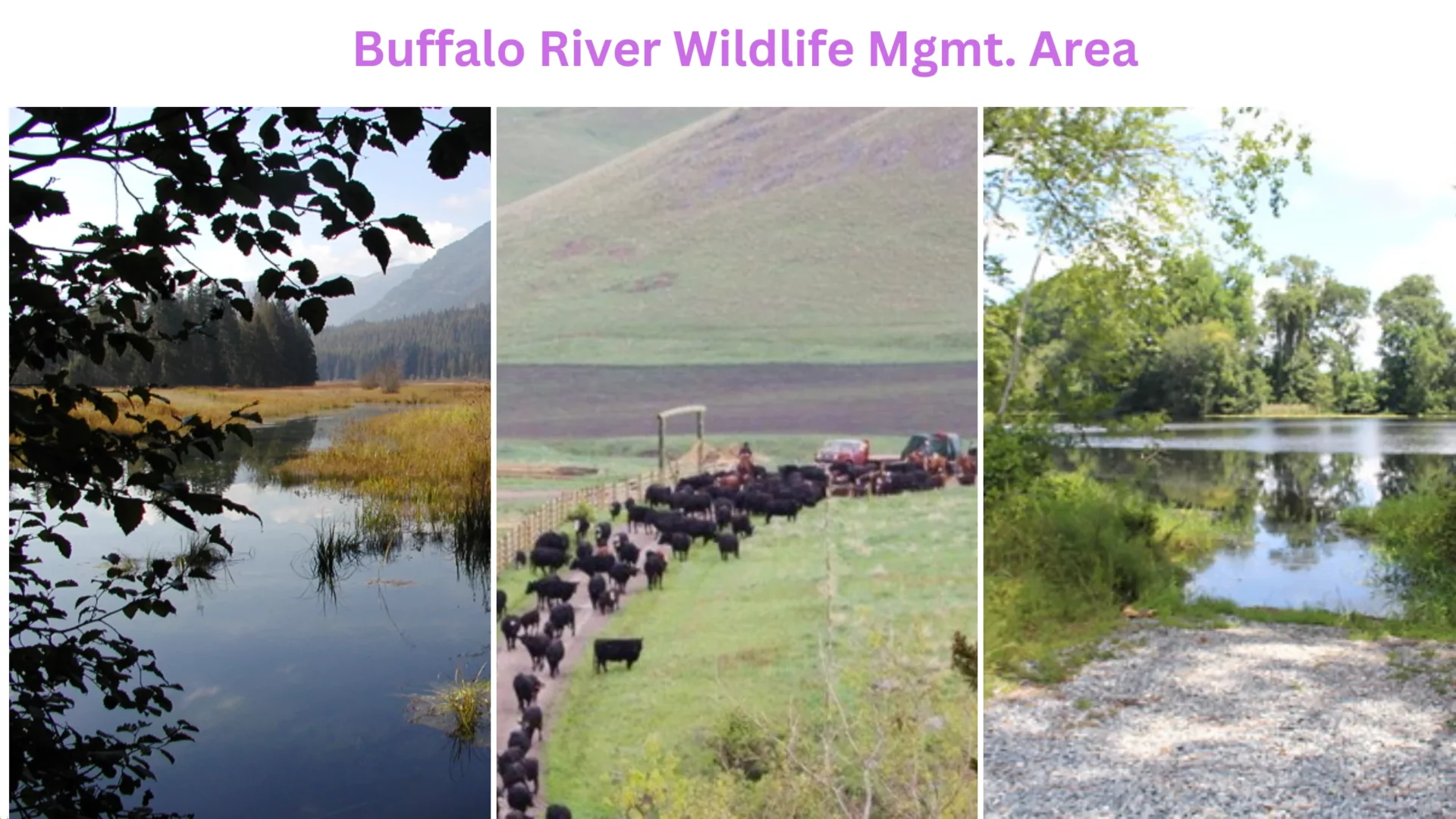 Buffalo River Wildlife Mgmt. Area