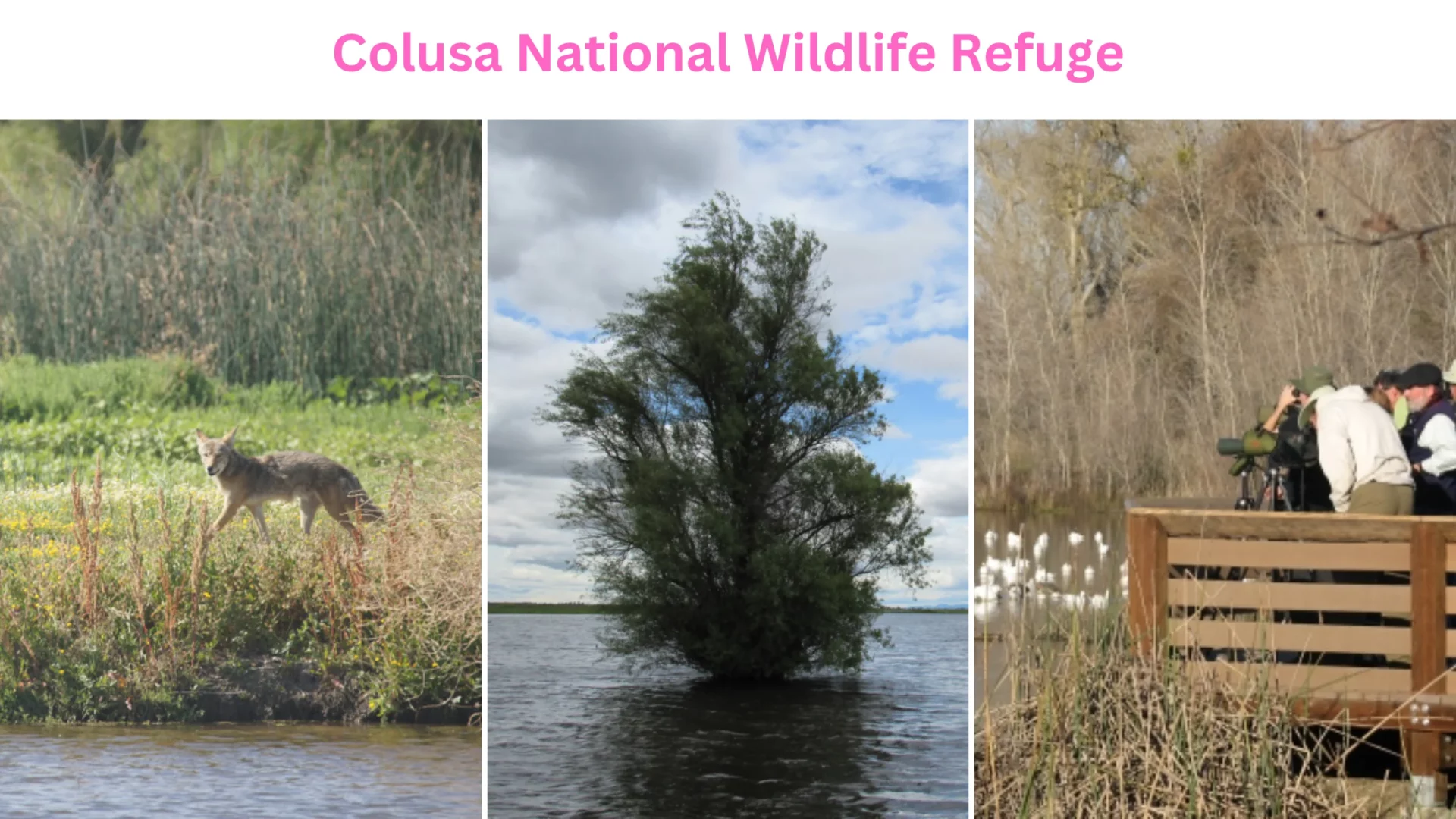 Colusa National Wildlife Refuge