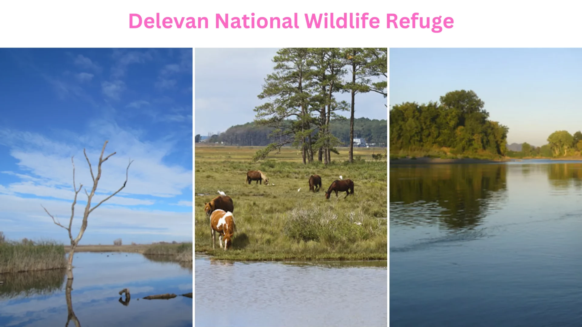 Delevan National Wildlife Refuge