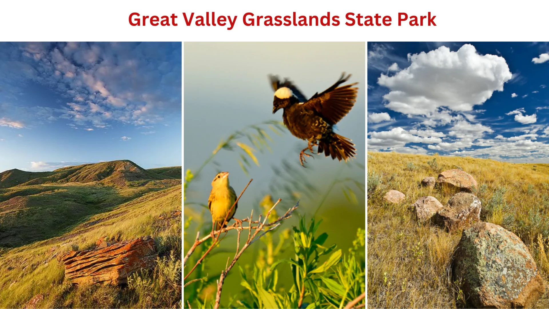 Great Valley Grasslands State Park