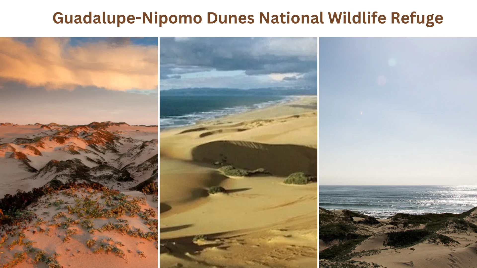 Guadalupe-Nipomo Dunes National Wildlife Refuge