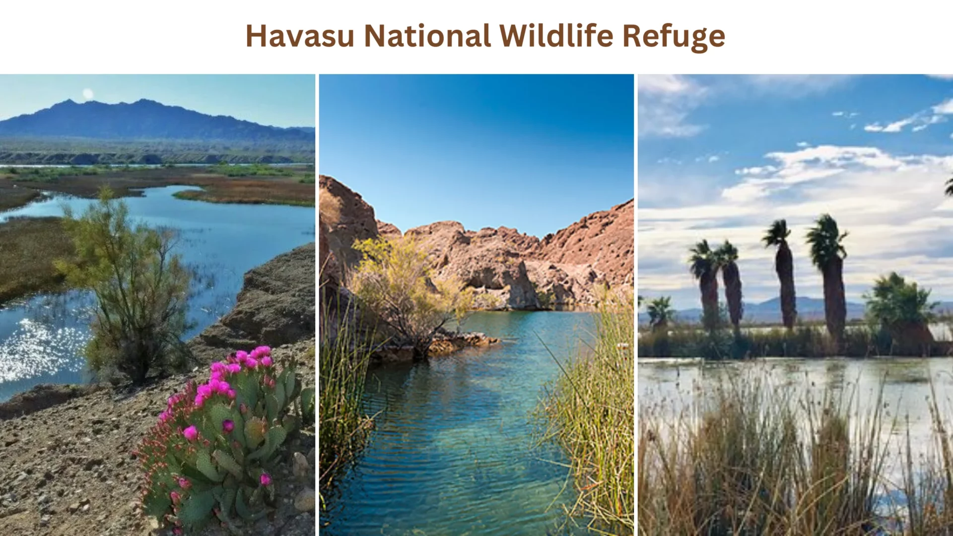 Havasu National Wildlife Refuge