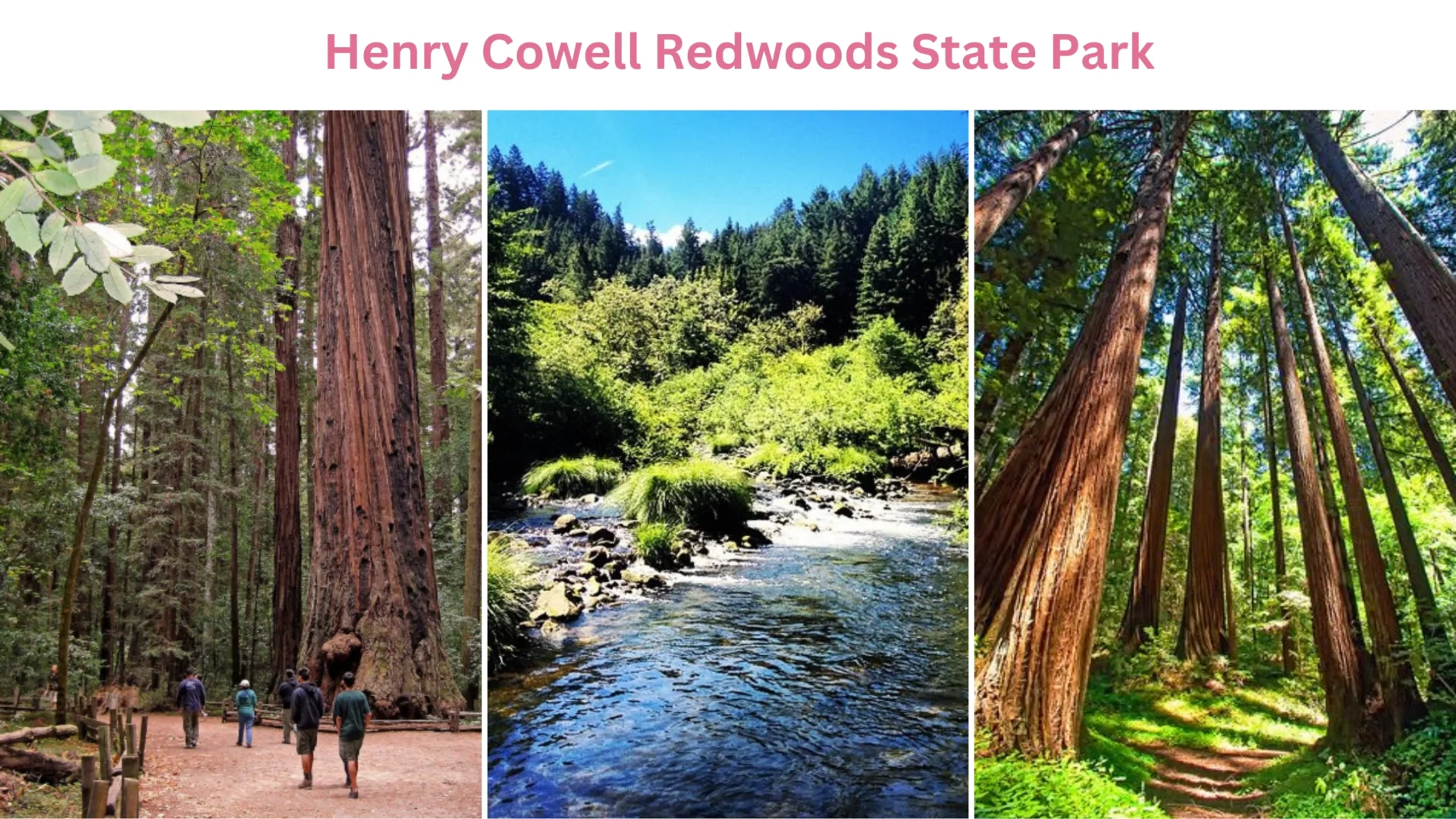 Henry Cowell Redwoods State Park