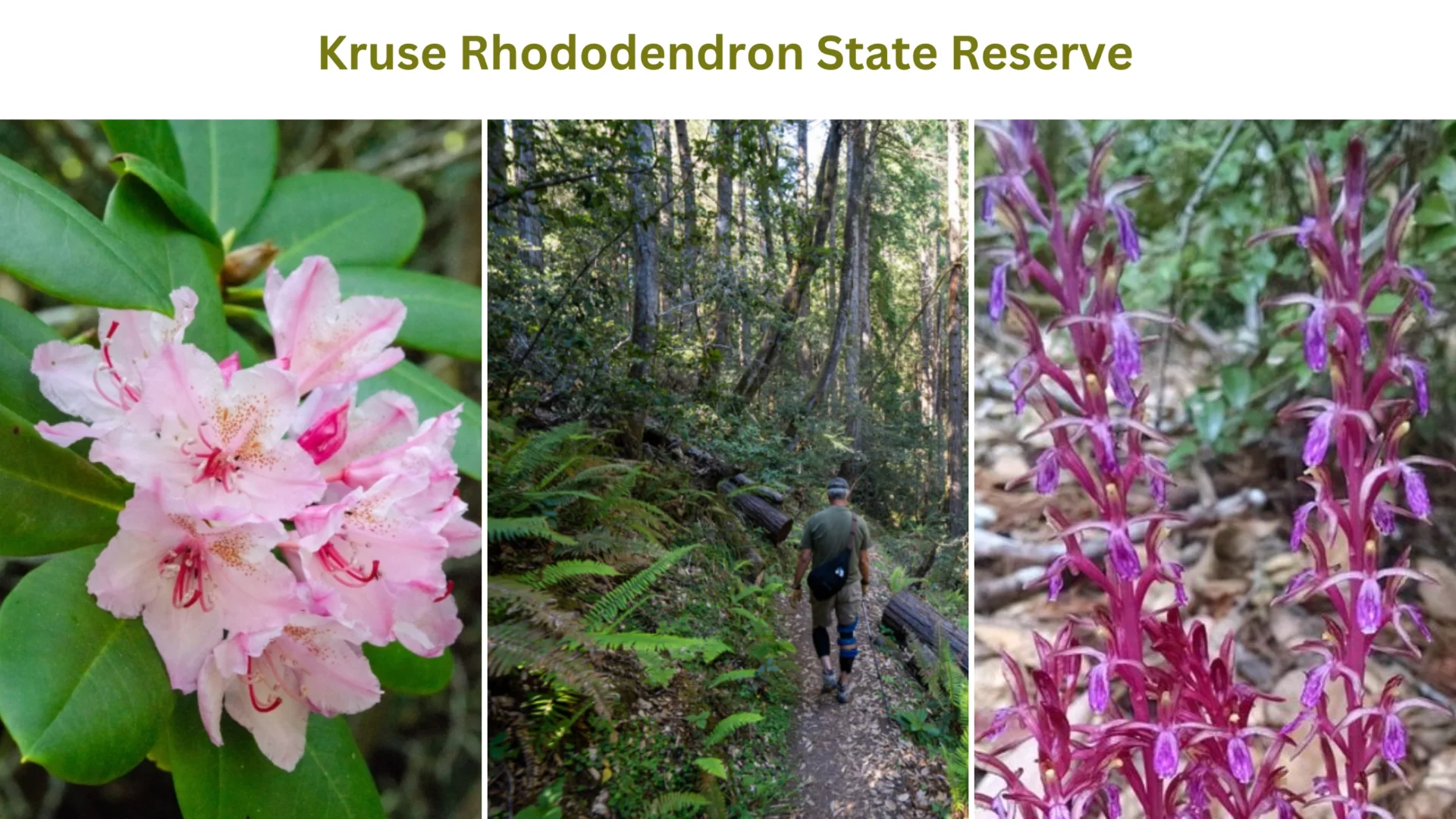 Kruse Rhododendron State Reserve