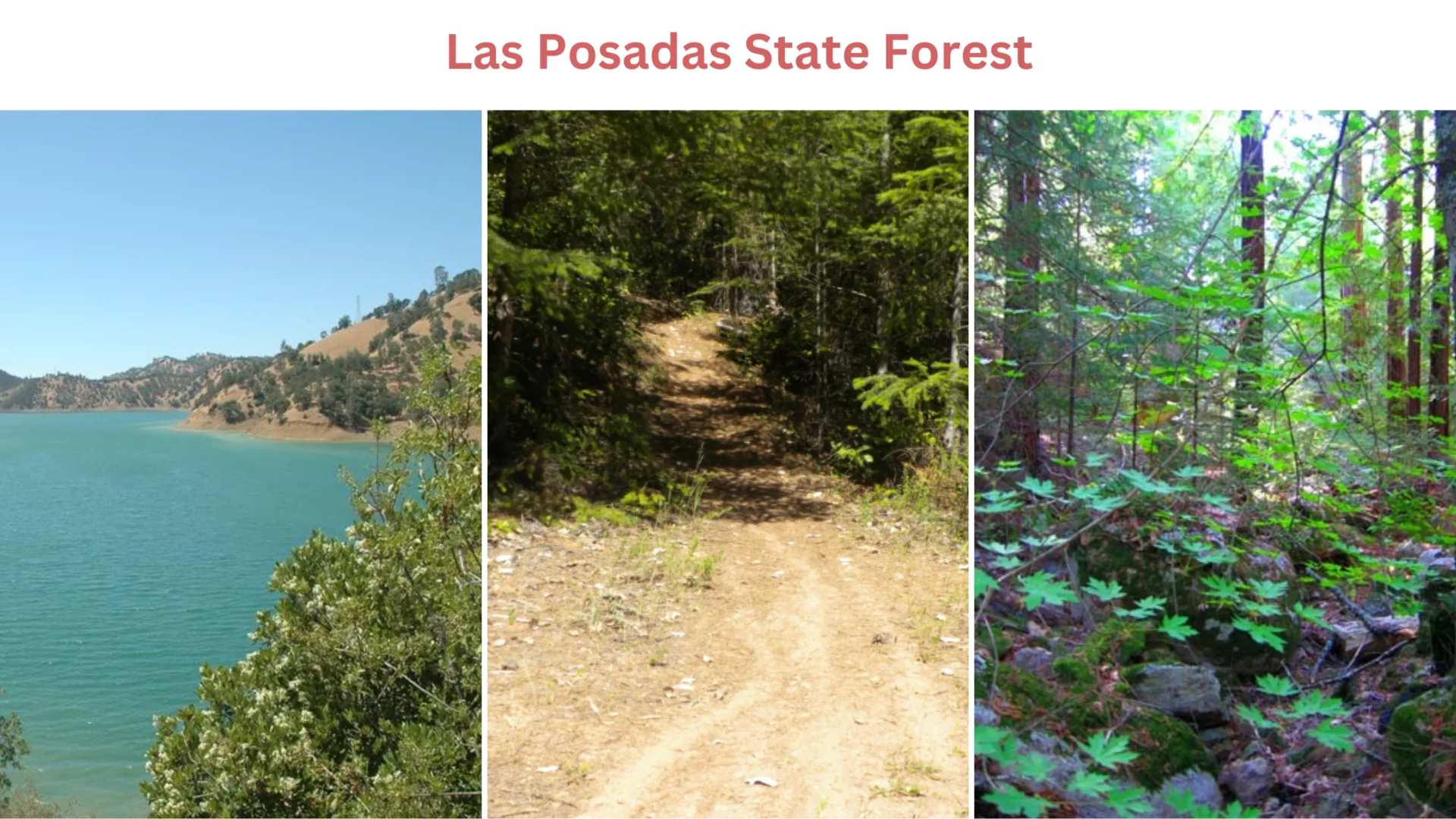 Las Posadas State Forest