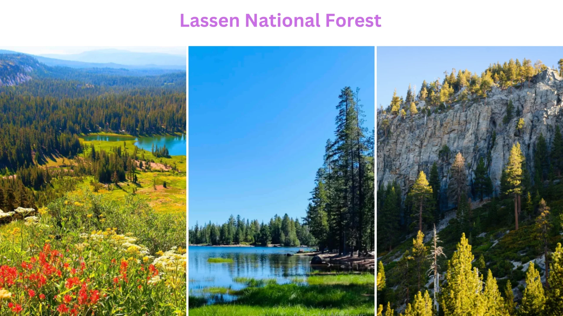 Lassen National Forest
