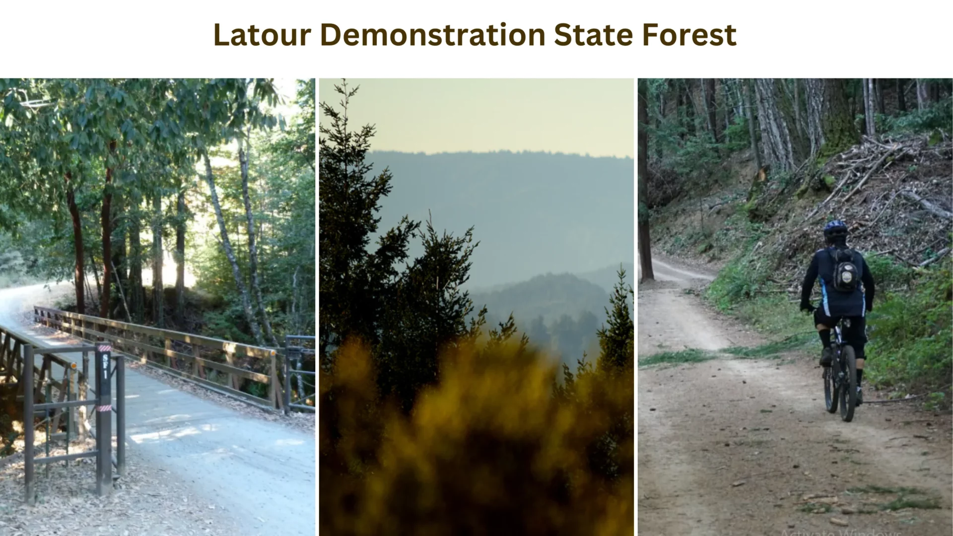 Latour Demonstration State Forest