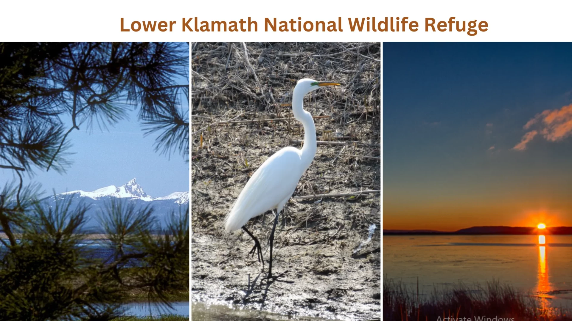 Lower Klamath National Wildlife Refuge