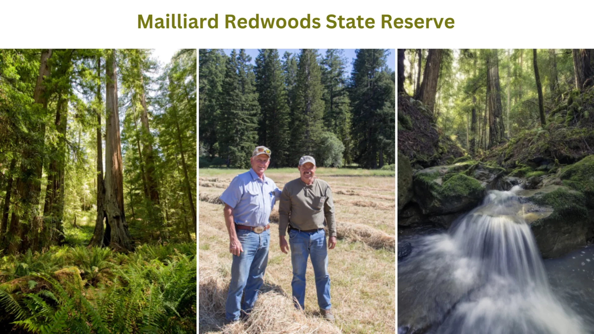 Mailliard Redwoods State Reserve