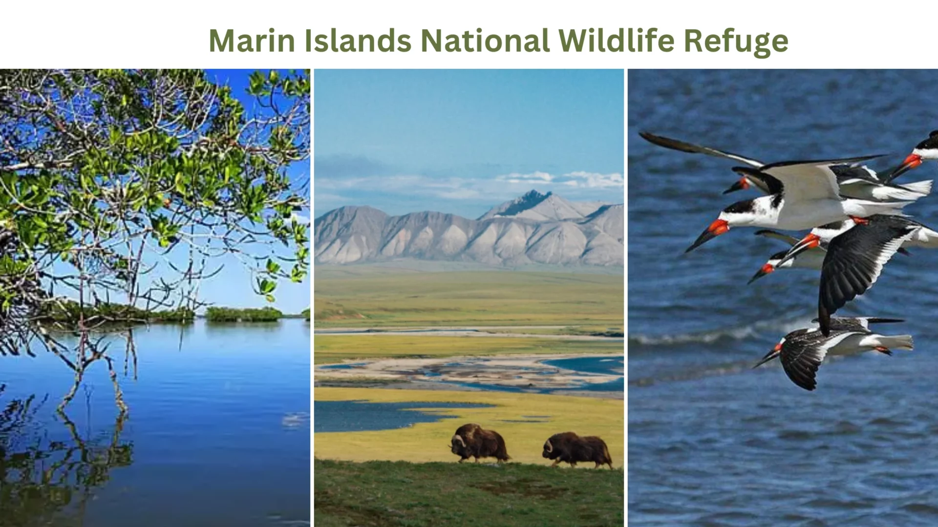 Marin Islands National Wildlife Refuge