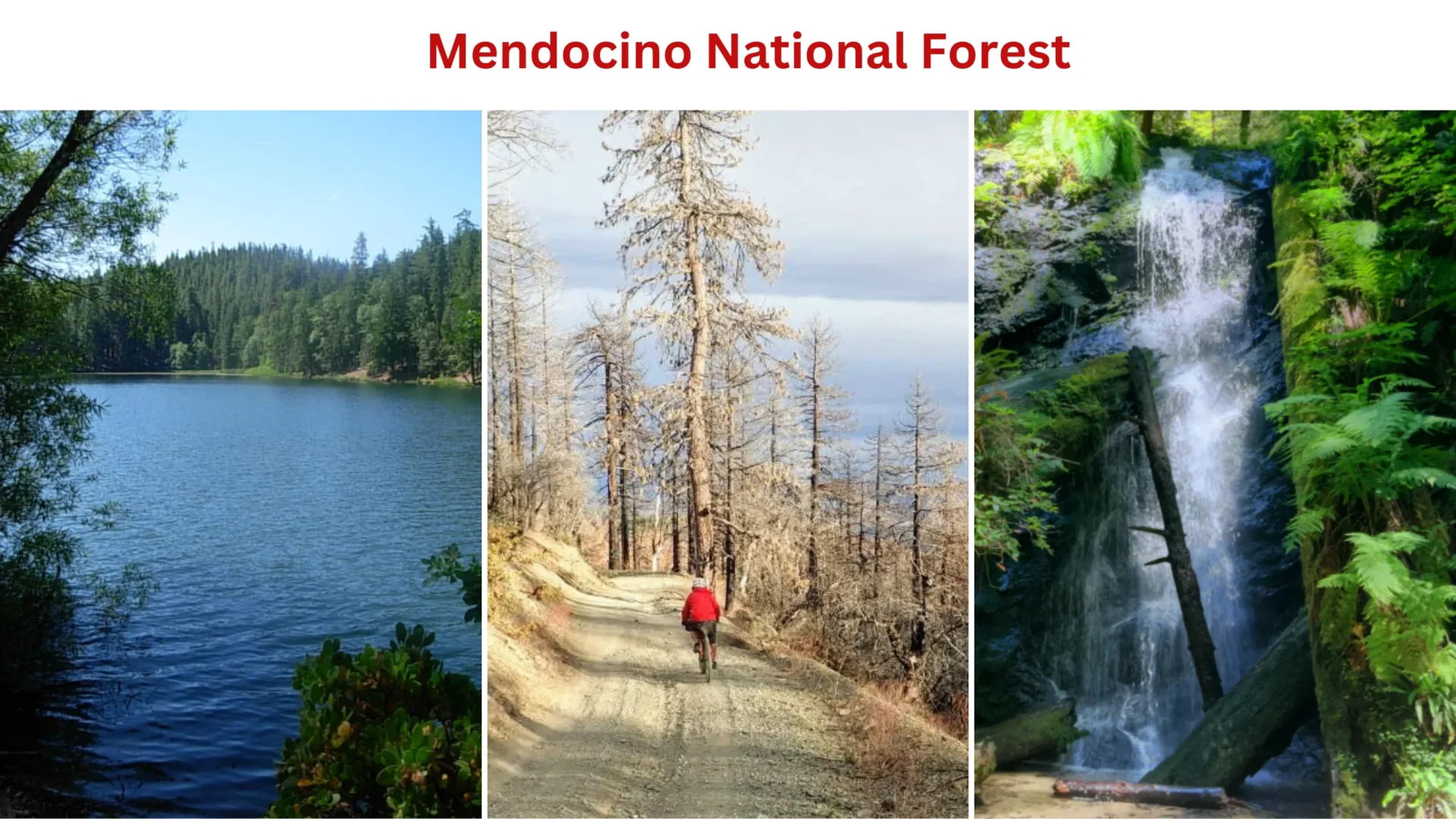 Mendocino National Forest